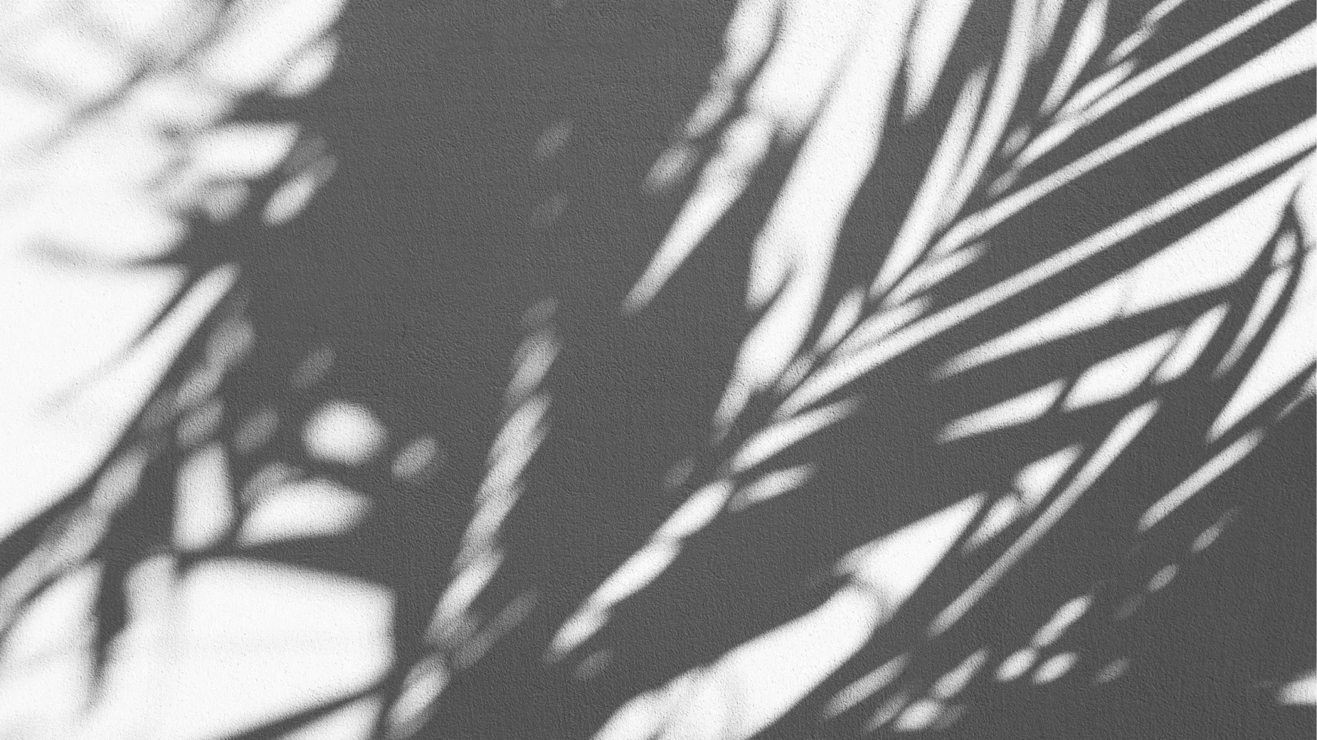 leaf shadows on wall
